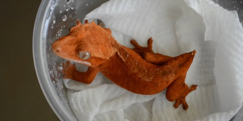 How Long Do Crested Geckos Take To Grow