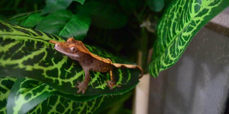 What Kind of Bugs Can Crested Geckos Eat?
