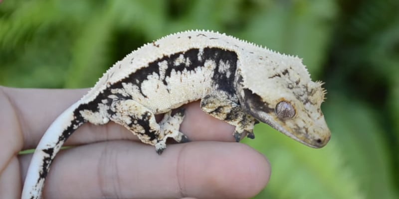 1. How do geckos change color