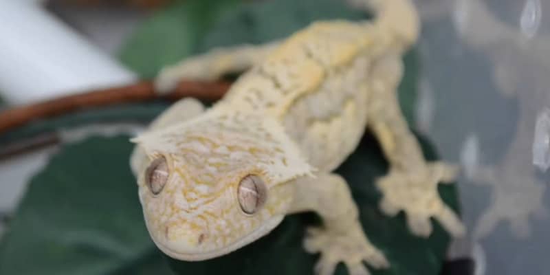 About Crested Geckos
