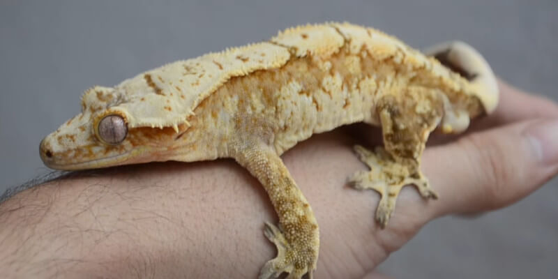Do Crested Geckos Sleep With Their Eyes Open
