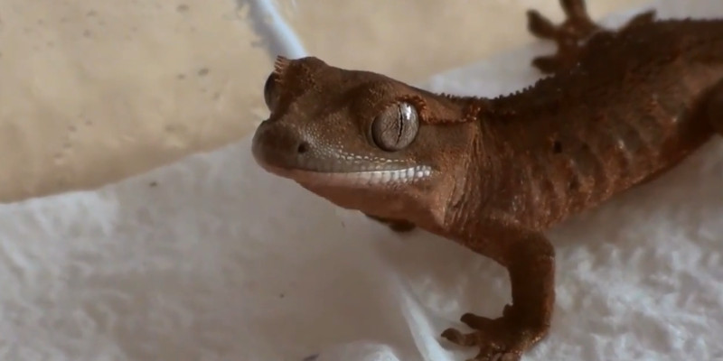 What Temperature Do Crested Geckos Need