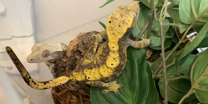 Do Crested Geckos need water