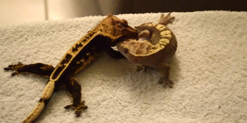 housing crested geckos together