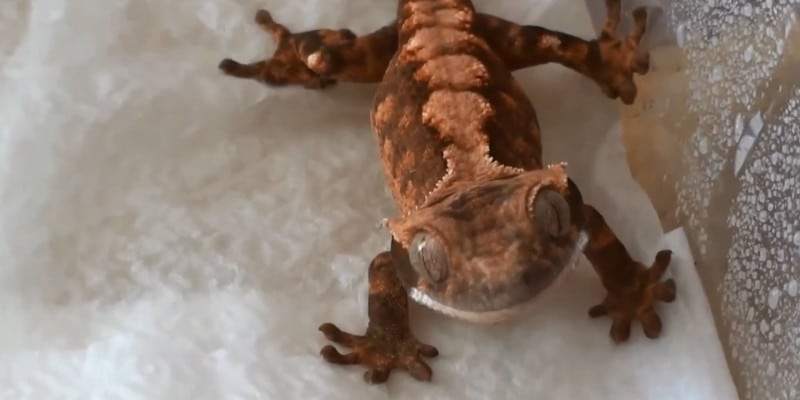 how to make a crested gecko drop its tail
