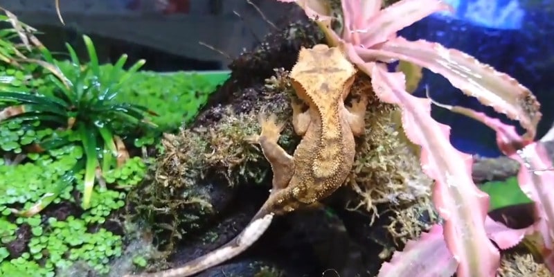 clean the crested gecko cage