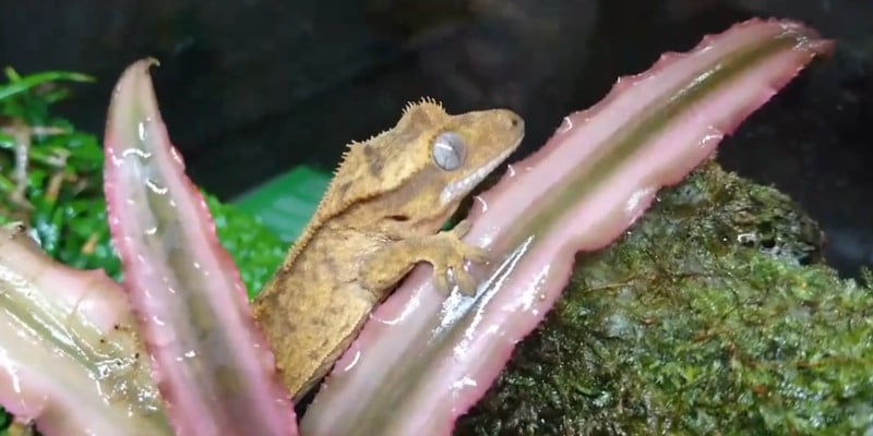 how to clean a crested gecko tank
