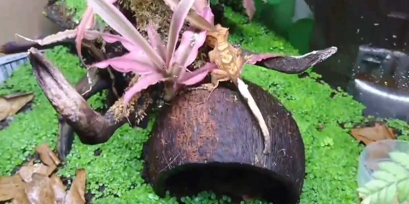 crested gecko cleaning equipment list