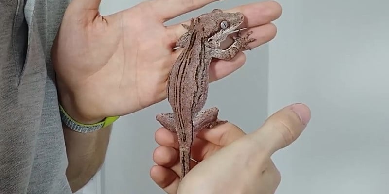 crested gecko lifespan as a pet