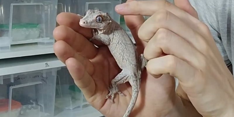 how to handle a crested gecko for the first time