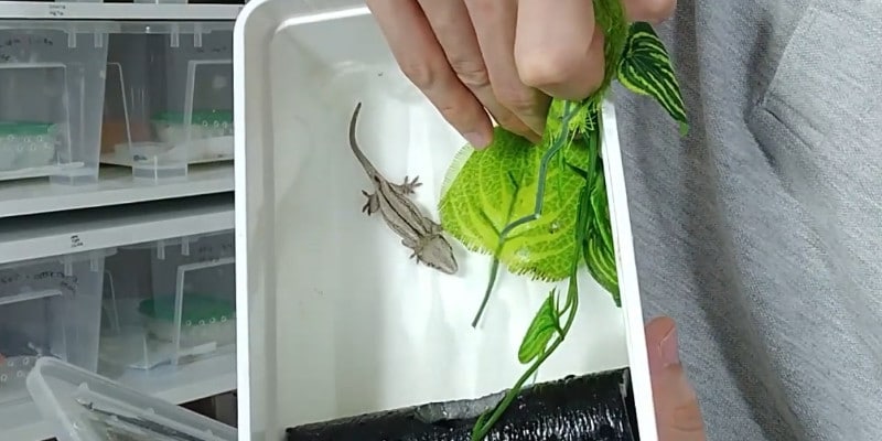 How many years do crested geckos live