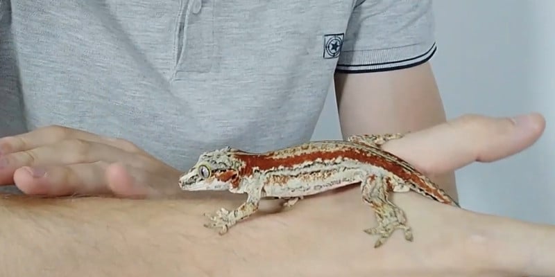 how to tame a crested gecko